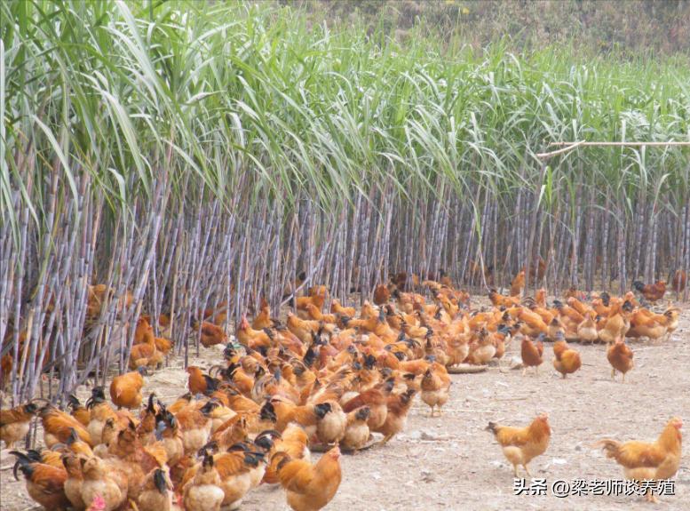 秋季养鸡必须严防的四种病,冬季养鸡预防疾病有哪些