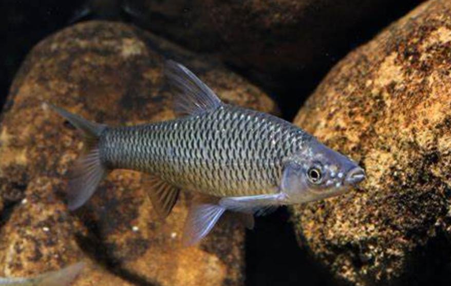 麦穗鱼养殖方法与养殖技巧,麦穗鱼如何规模化繁殖