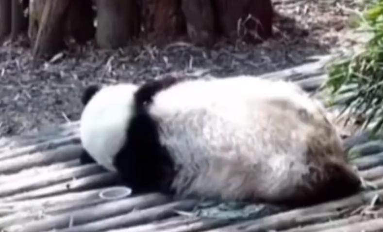 丫丫最新视频曝光，仰头啃笋享受美食，拥有萌兰同款铁秋千太幸福