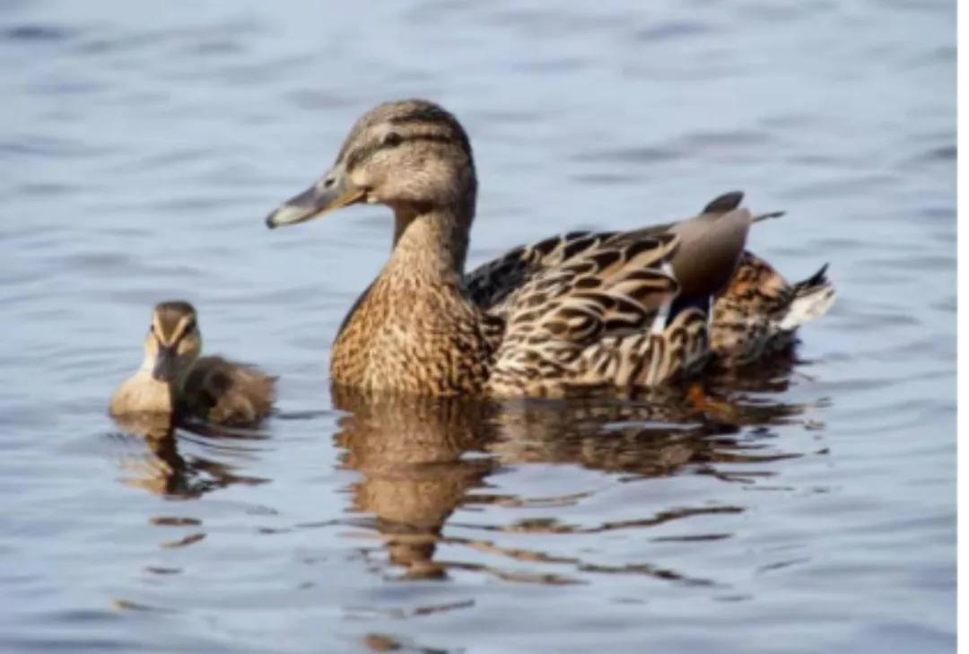 彼汾沮洳,美无度——晋中一带的水生物辨识之一