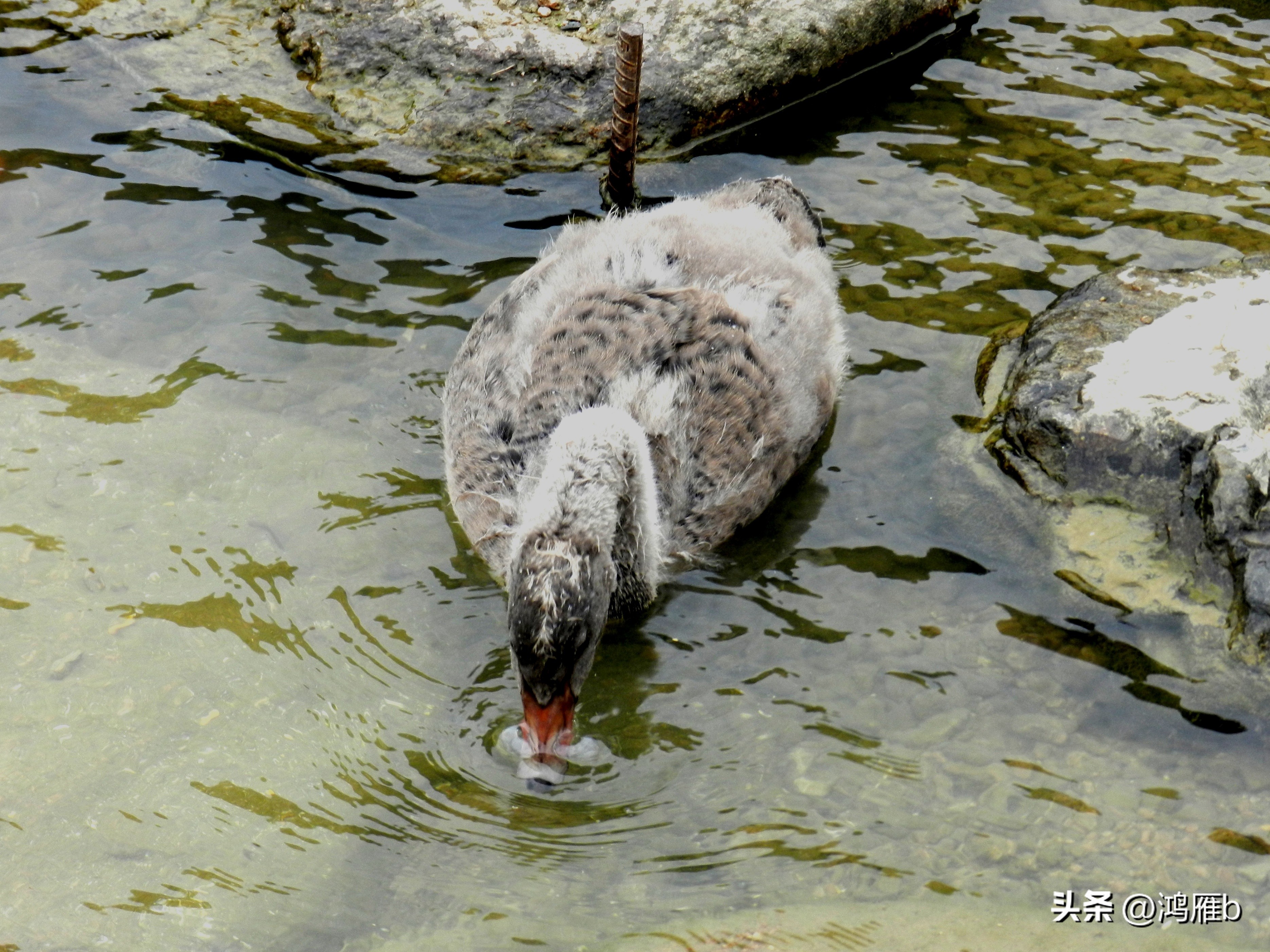 本溪温泉汤沟门票价格,本溪花溪沐枫雪温泉小镇