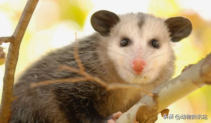 什么人吃蝙蝠,印尼人吃蝙蝠