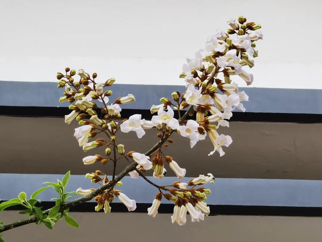 271教育|芳菲万里等你相遇——第一山无限*光春**好