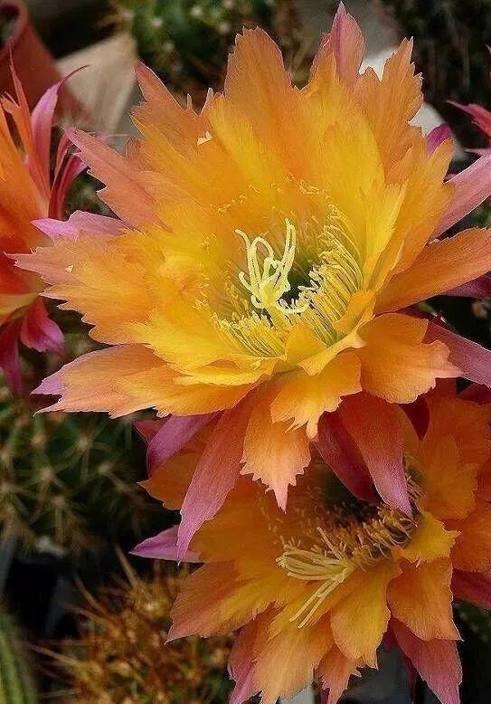 200种·仙人球开花图鉴，大开眼界，美到爆