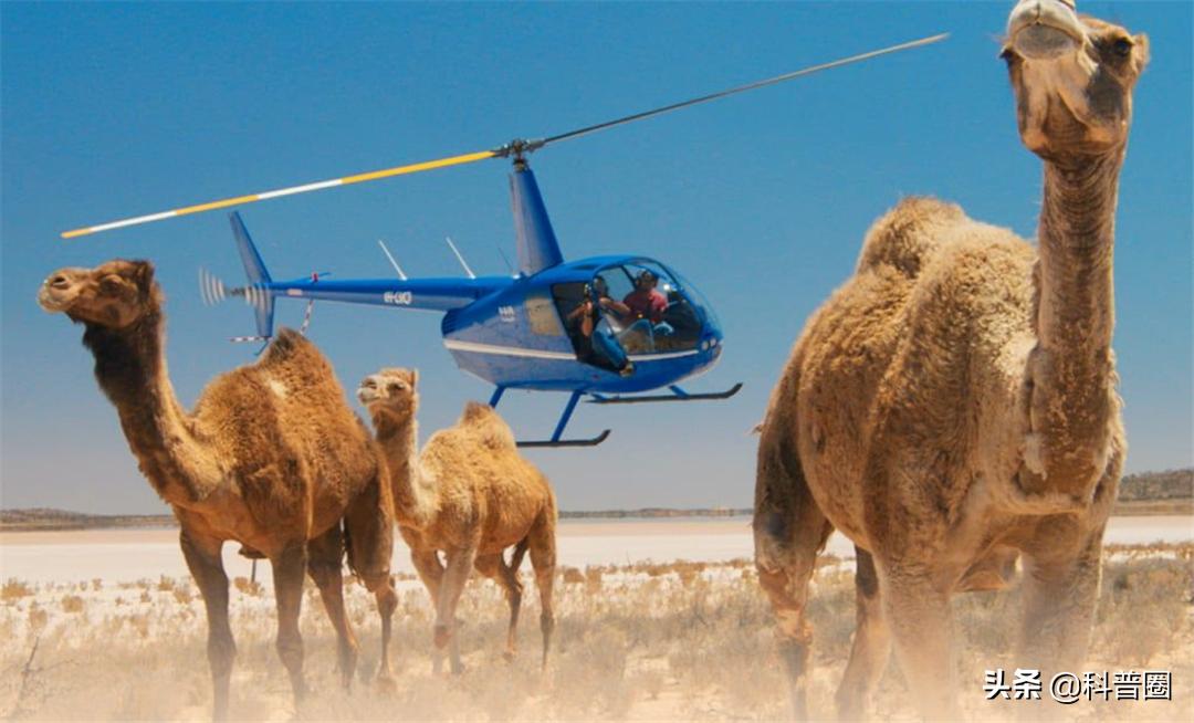 为什么渴死在沙漠里的骆驼不要碰,在沙漠里遇到死骆驼为什么不能碰