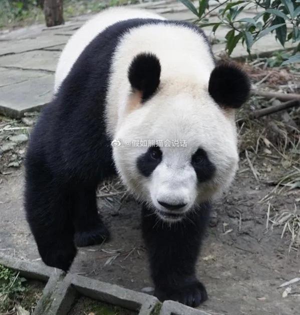 熊猫界几大家族,熊猫的种类有多少种