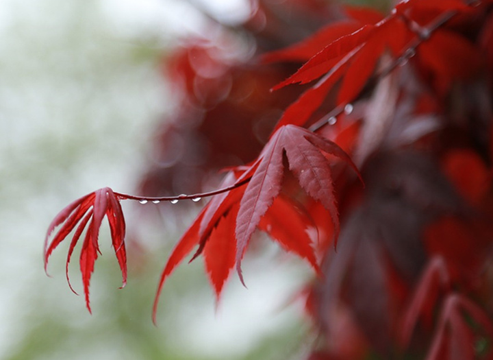 冷枫染红，霜叶流丹。不读这20首红叶诗词，辜负秋光烂漫