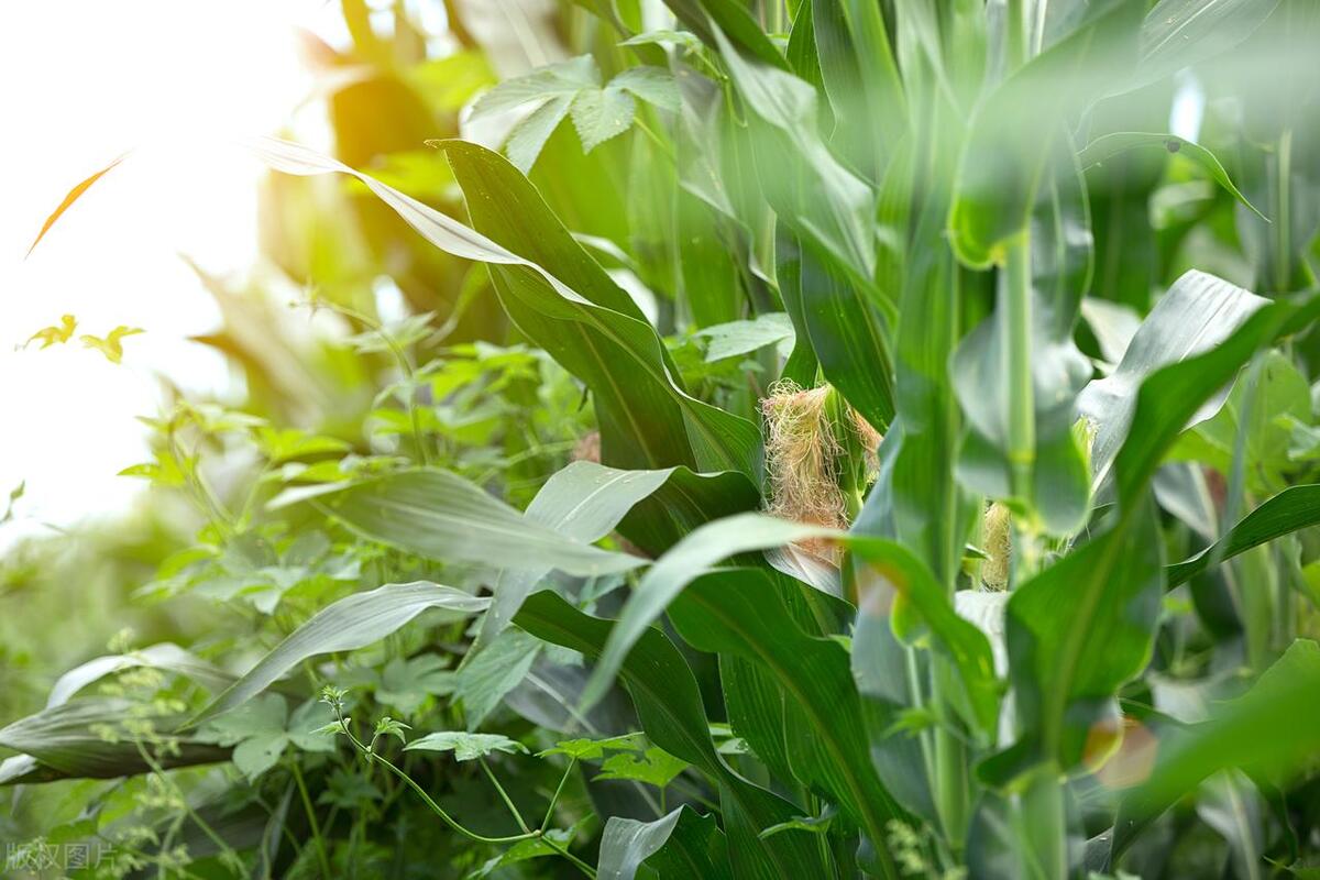 【紧急提醒】全省多个地区市发现玉米南方锈病，专家建议尽快防治