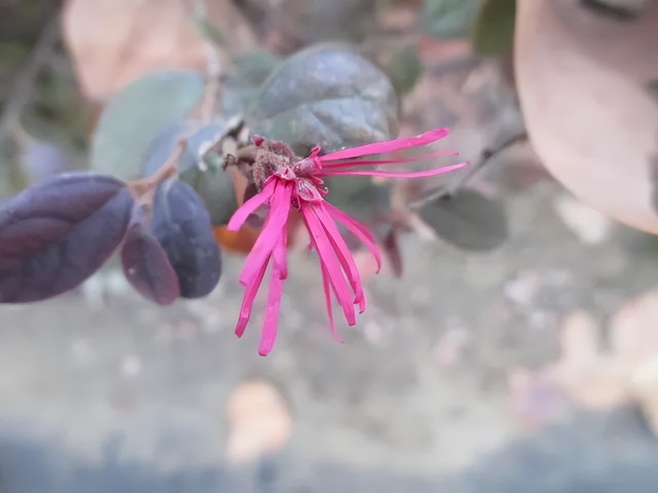 红花檵木是常年异色叶植物,红花檵木的花图片