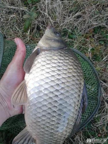野钓环境调整,野钓怎么避小鱼钓大鱼