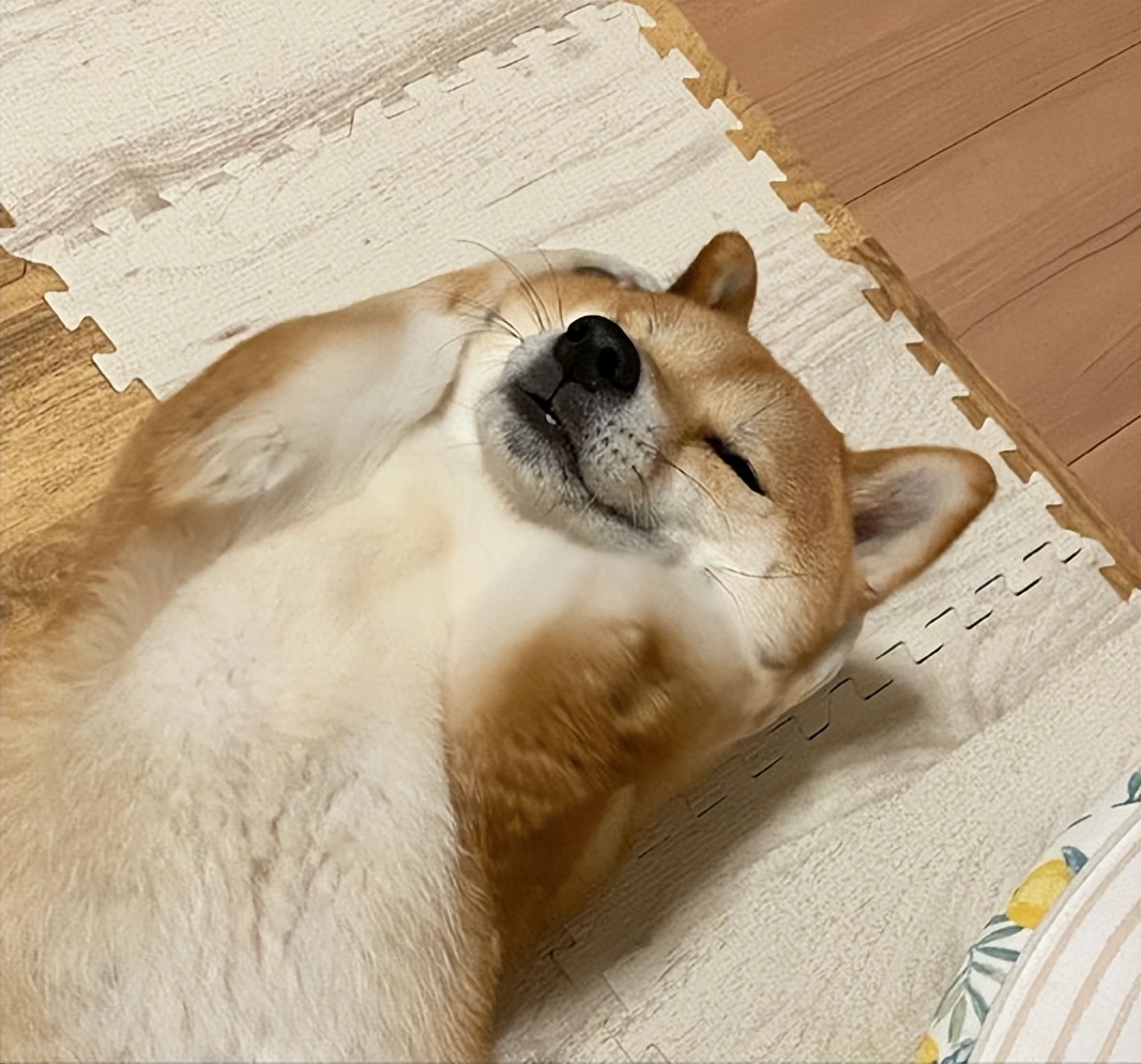 这几样东西是狗狗的克星,狗的克星都有什么