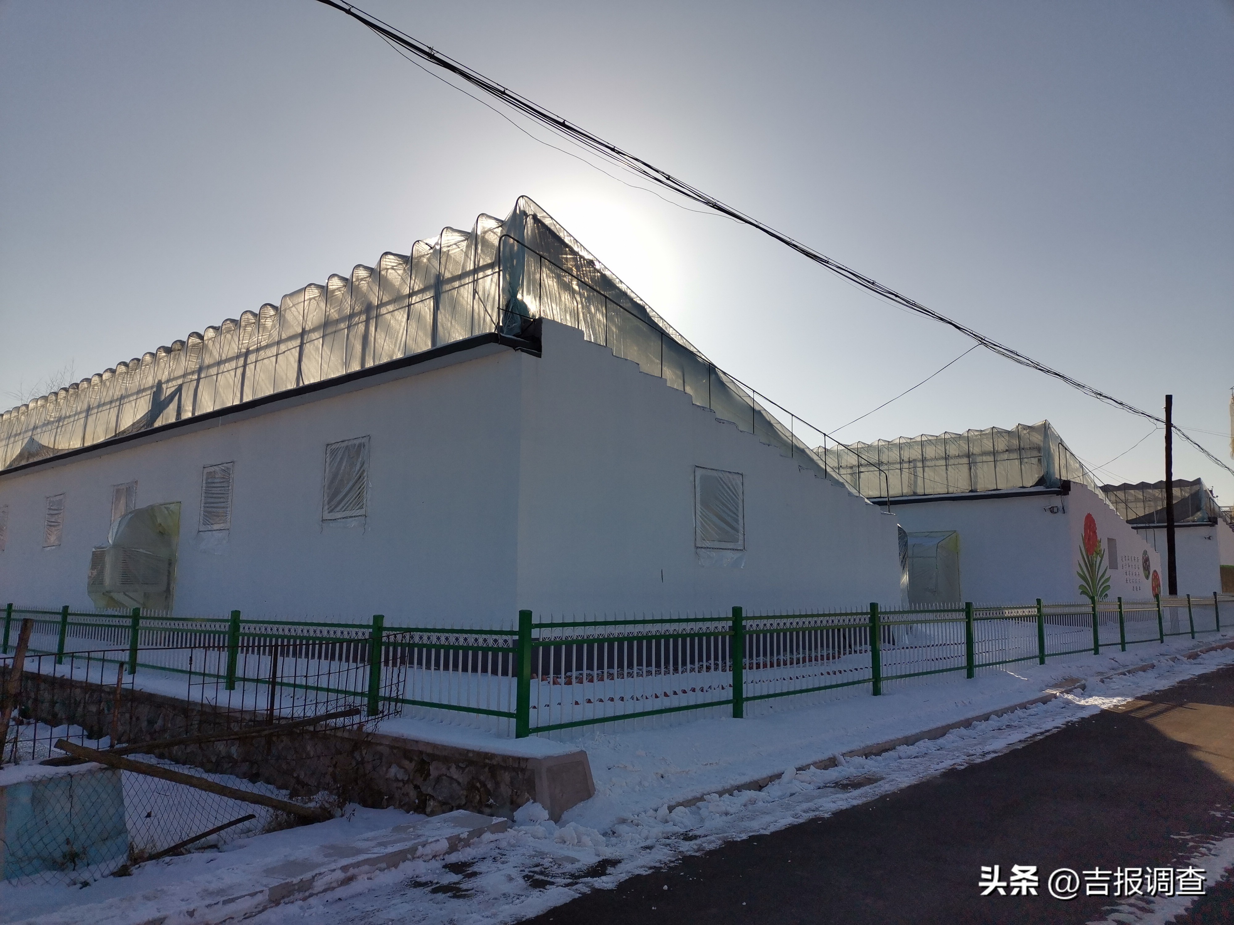 辉南县庆阳镇乡村振兴增添君子兰繁育新产业!君子兰通过电商渠道远销到国内多地