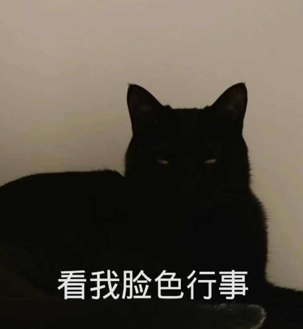 黑猫为什么被弃养,黑猫吃太多被弃养