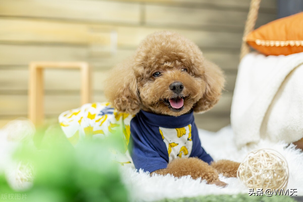 最适合家庭饲养的小型犬推荐,适合简单饲养的小型犬