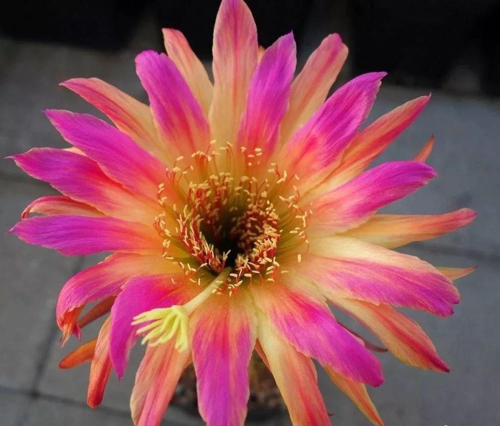 200种·仙人球开花图鉴，大开眼界，美到爆