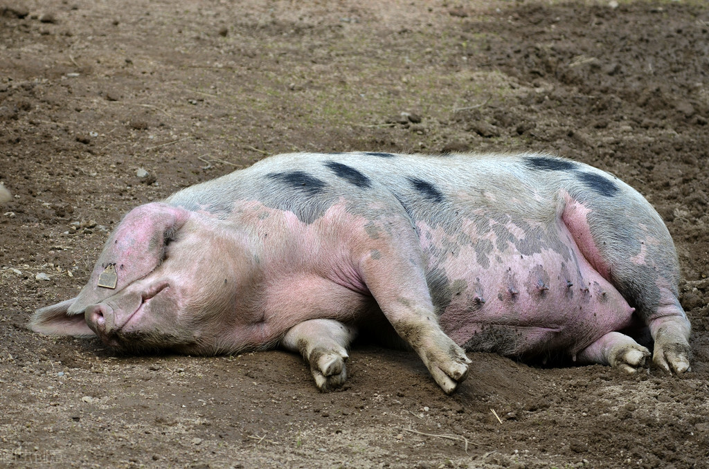 后备母猪多少斤开始喂后备母猪料,怎样喂养母猪才能产多小母猪