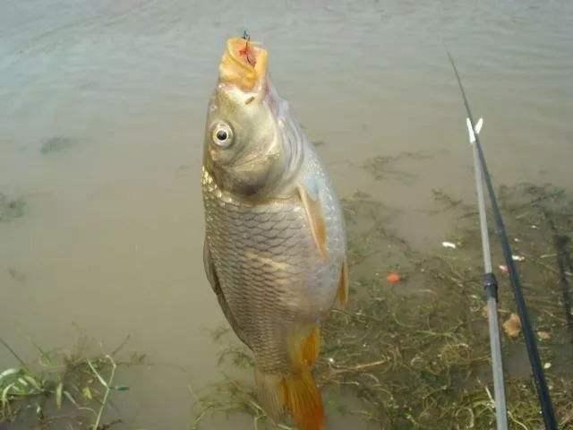 野钓鲫鱼用什么小药效果最好,钓鲤鱼用什么小药效果最好