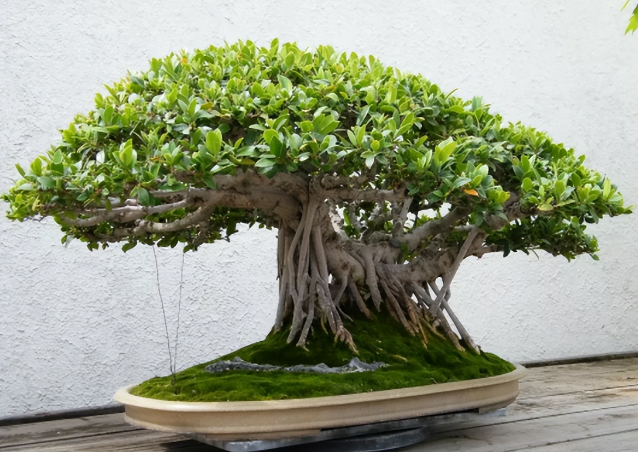 榕树的生长条件,榕树的养殖方法和注意事项详解