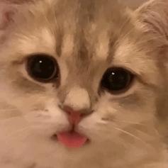 如何截图电脑屏幕长截图,如何快速截屏录制