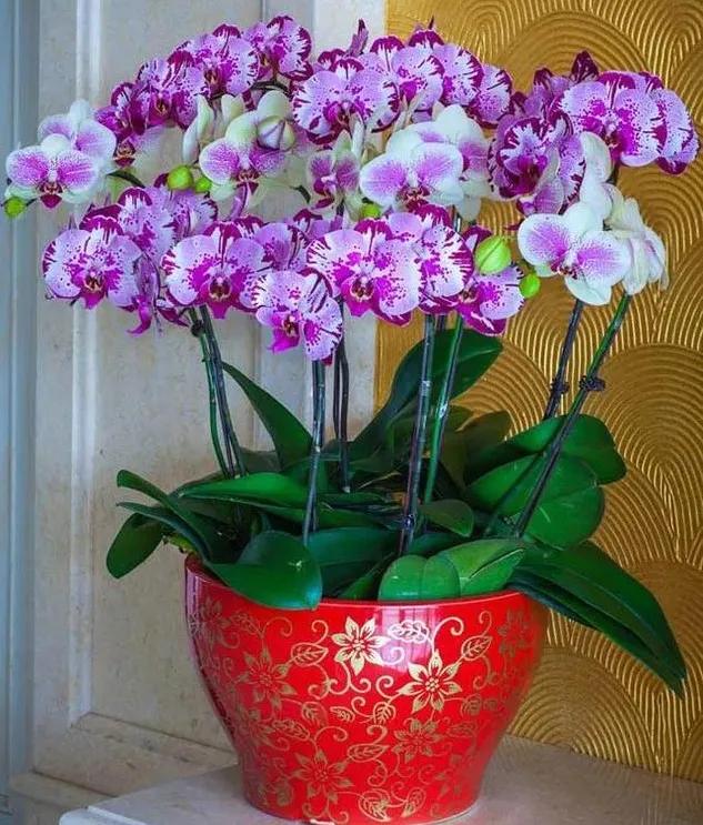 树皮养蝴蝶兰浇水问题,室内养蝴蝶兰花的养殖方法