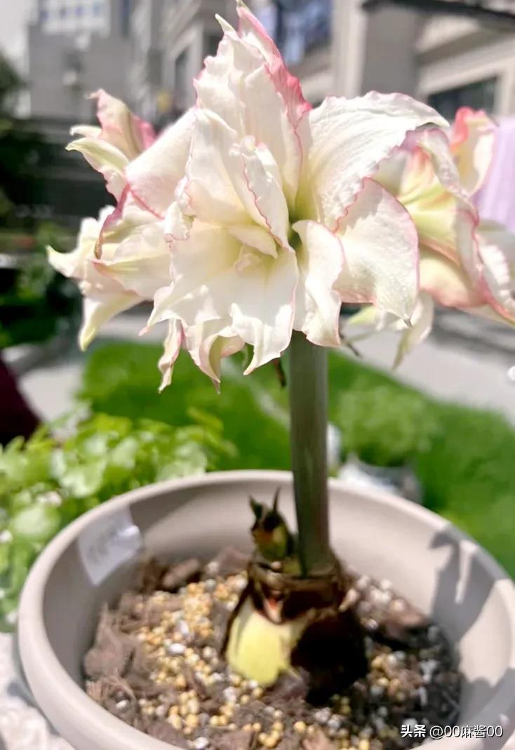 省吃俭用帮男人的后老婆攒家产的女人是最傻的