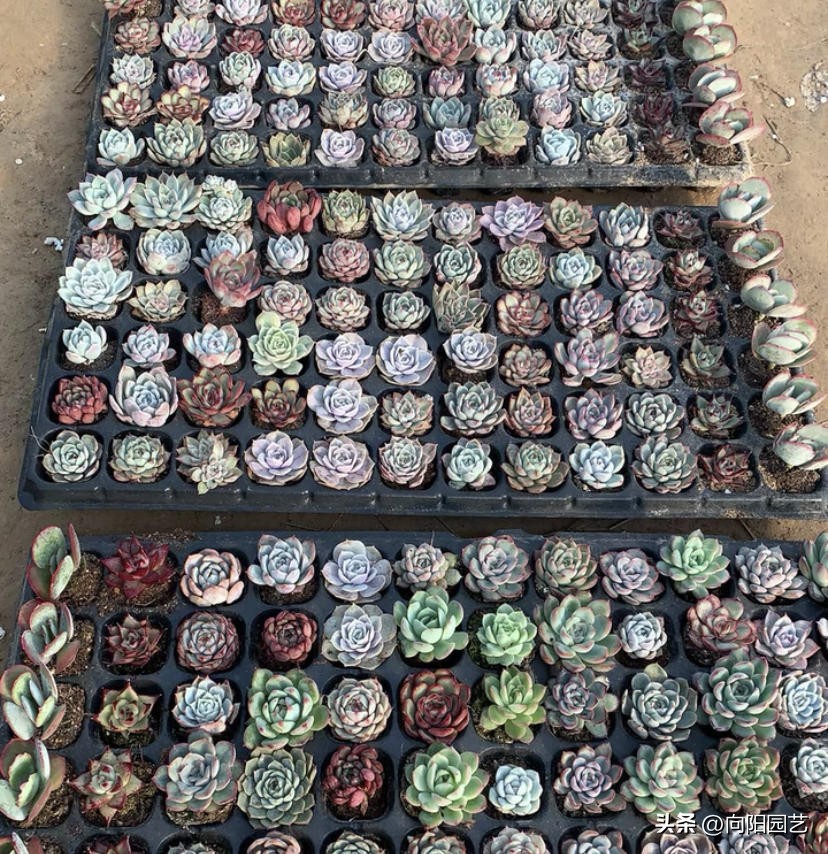 买多肉地栽的好还是盆栽的好,多肉鼻屎苗怎么选