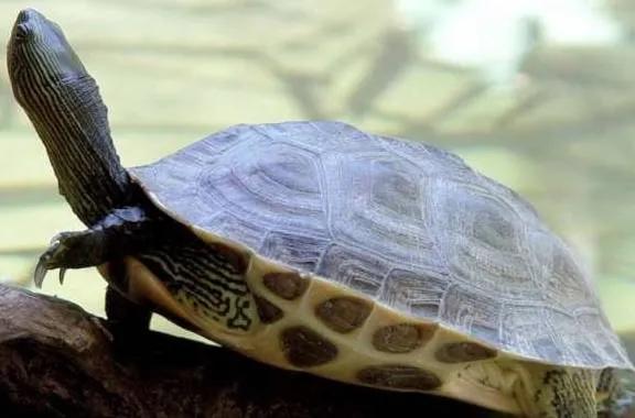 新手养乌龟养哪种龟比较好养呢,养乌龟新手入门养什么龟