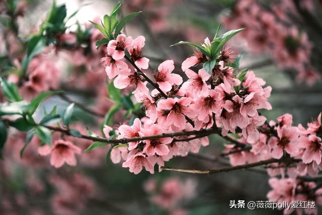 试猜薛宝琴精巧的元宵灯谜，谜底终不过是柴米油盐，内涵全是悲剧