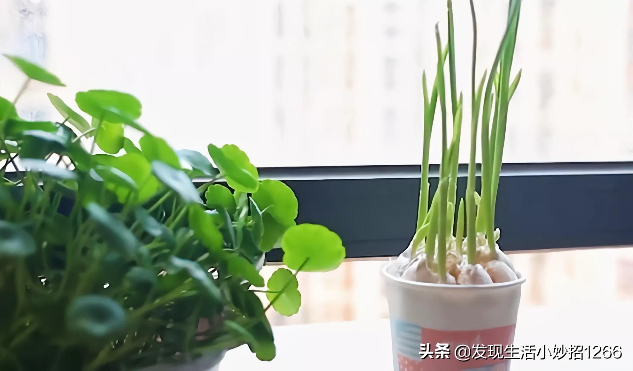 手机不小心进水后快速的急救方法,生活小妙招关于水