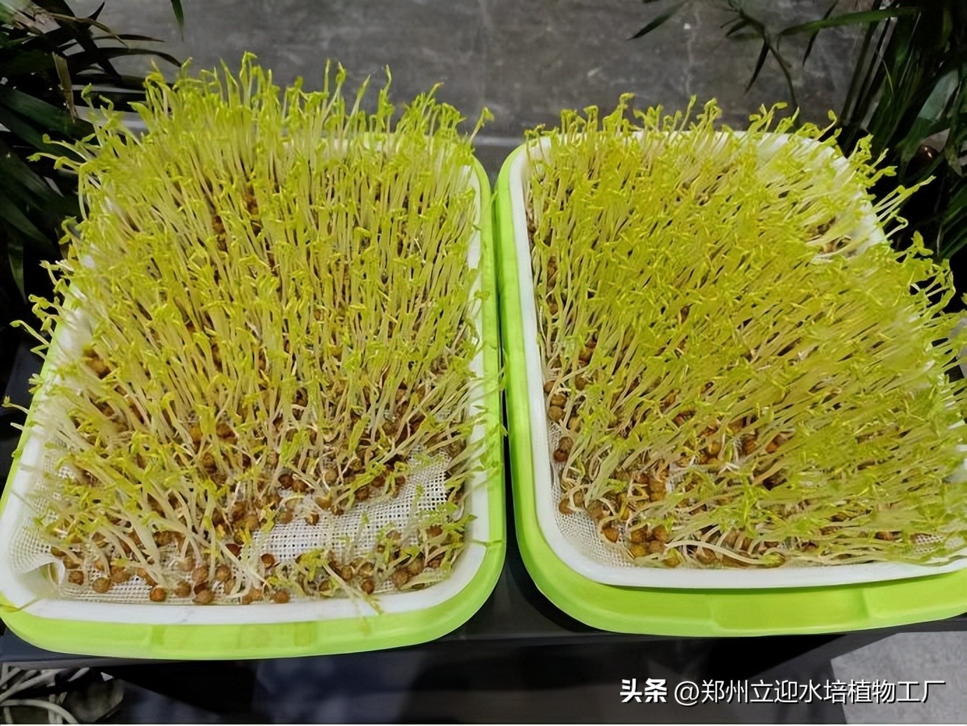 无土芽苗菜长几茬,无土芽苗菜能好吃吗