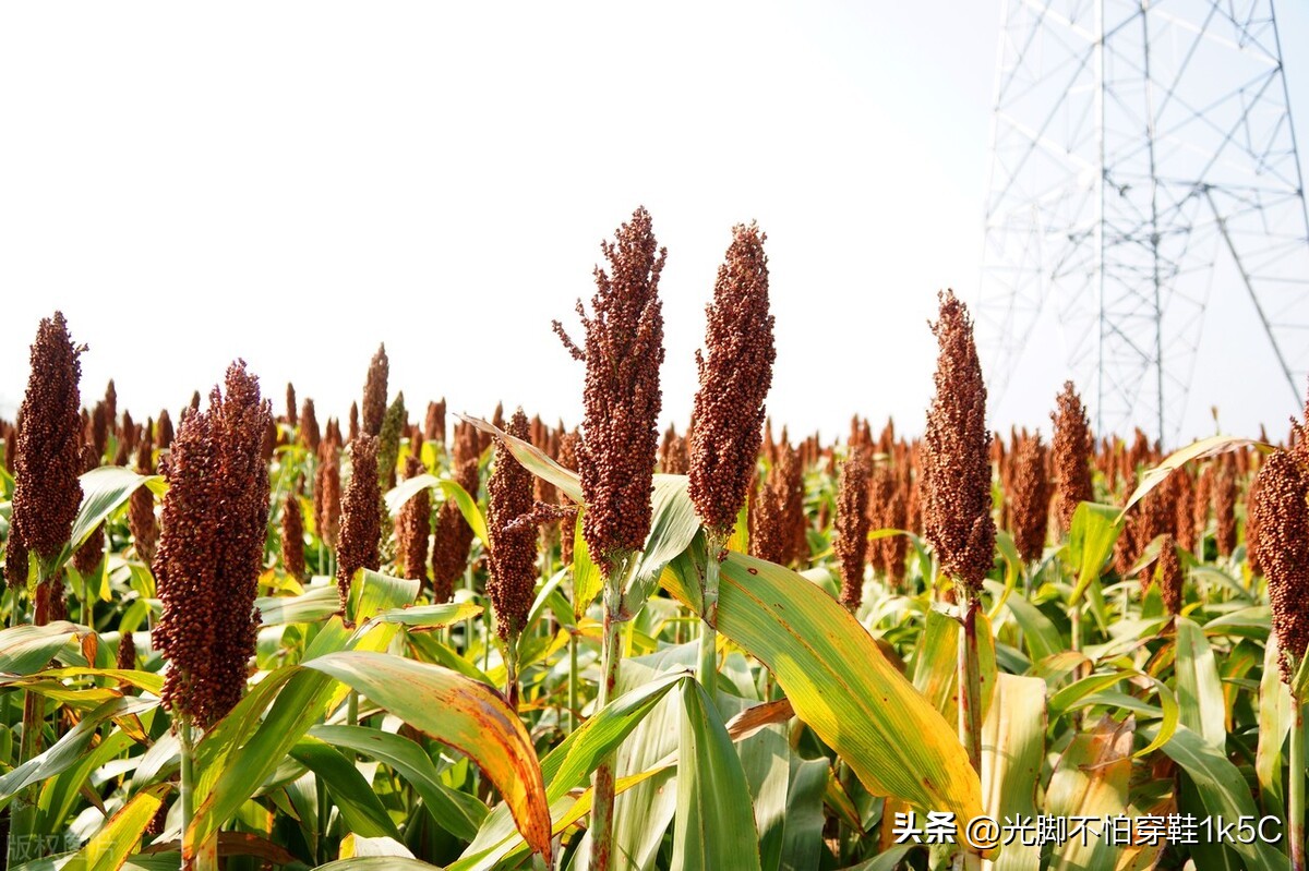 遵义红梁产业集团中标高标准农田,贵州红梁产业集团