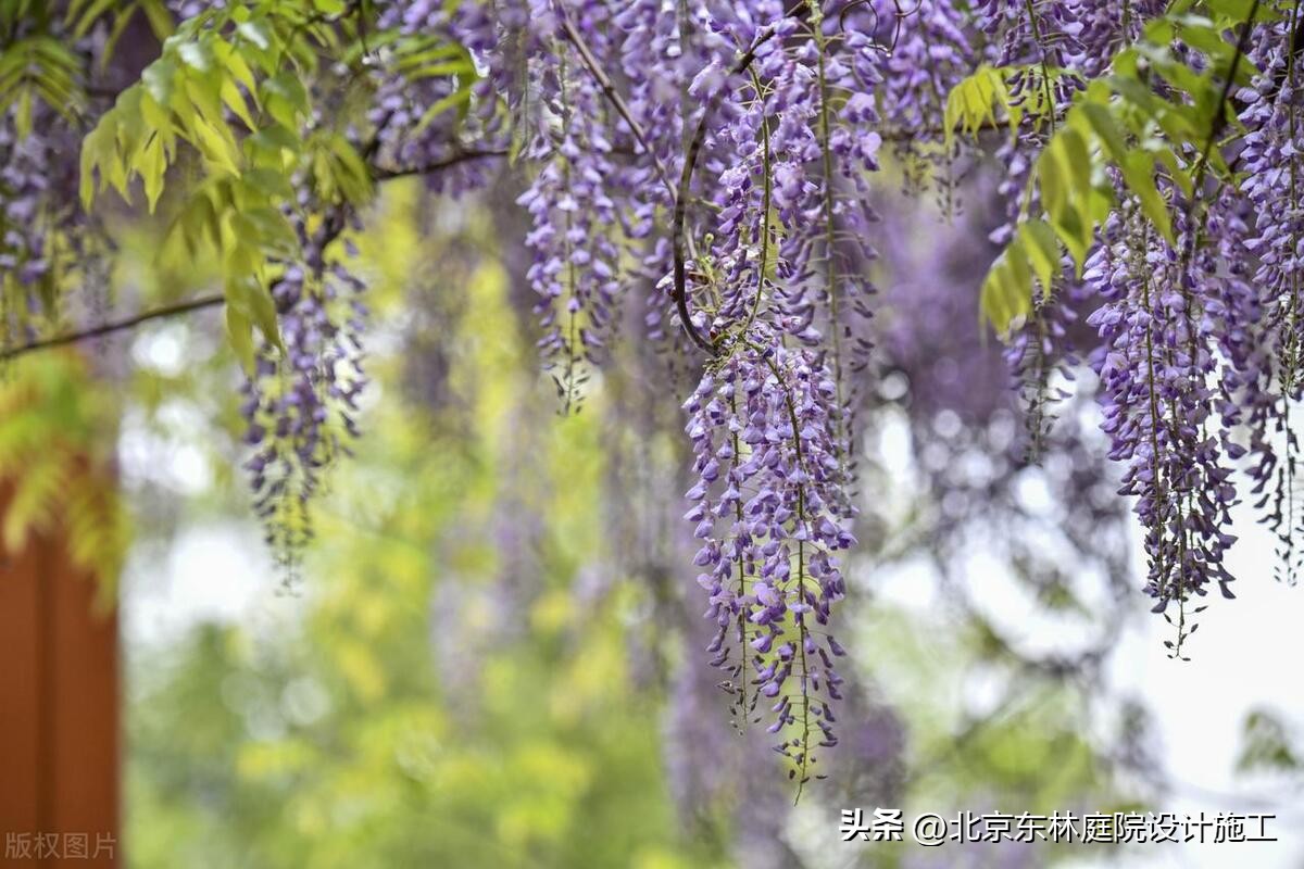 雨天怎么给植物光照,下雨天如何帮植物挡雨