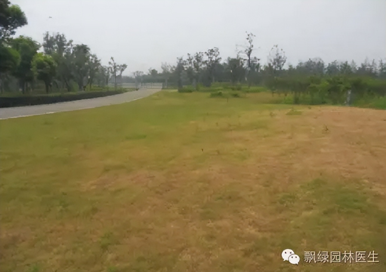 早熟禾草坪生长慢什么原因,草坪枯黄是什么原因怎么根治