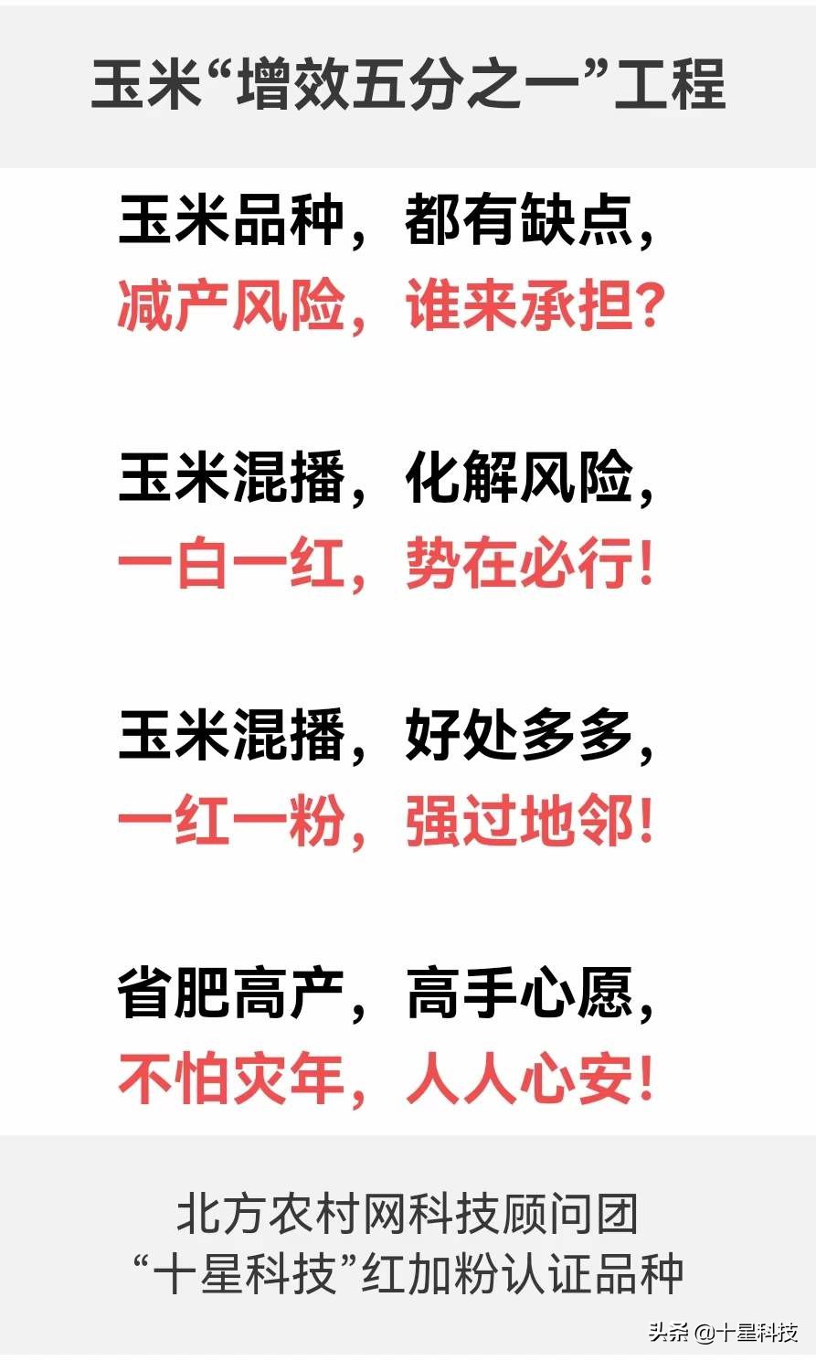 玉米品种高抗与高感的区别,高抗茎腐病的夏播玉米种
