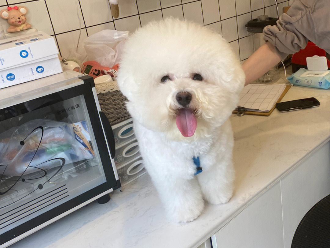 你认识多少种极具攻击性的狗,这3种狗很可怕有钱都不建议养