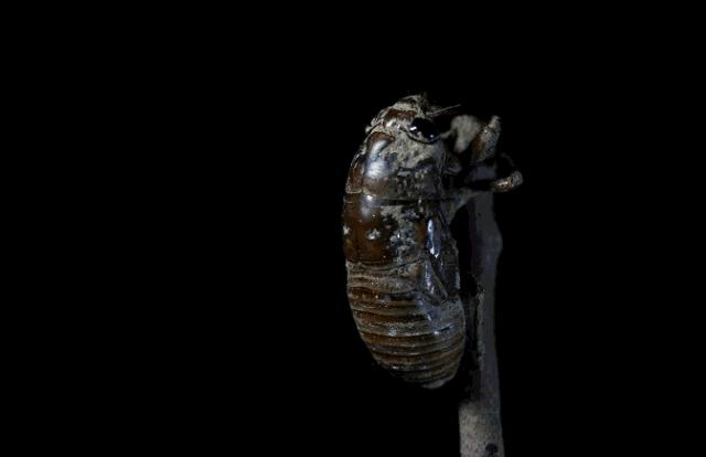 蝉的禅意深度有多深,蝉意与禅意