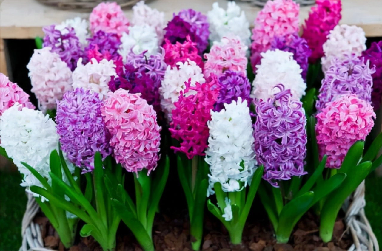 家里不能养的10种花,家里不能养的四种花