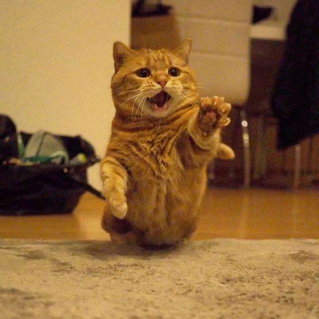 猫咪“发情期”的6大表现，铲屎官要重视