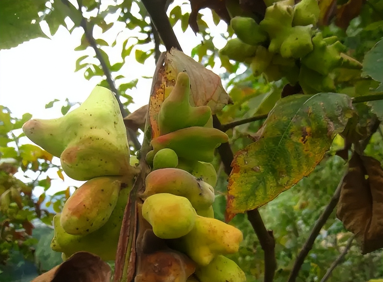 盐肤木为什么叫五倍子,盐肤木果实是五倍子吗