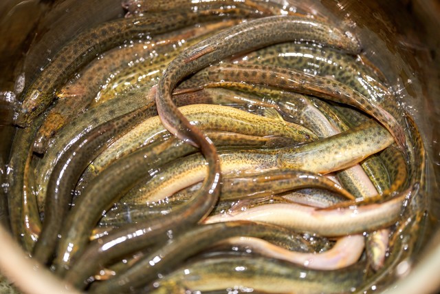 常见的发物食物图,常见的发物都有啥