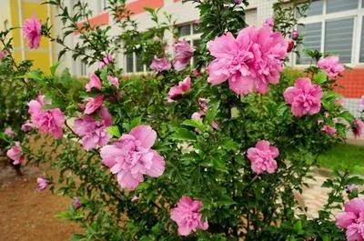 无穷花为什么叫木槿花,木槿花又叫扶桑花吗