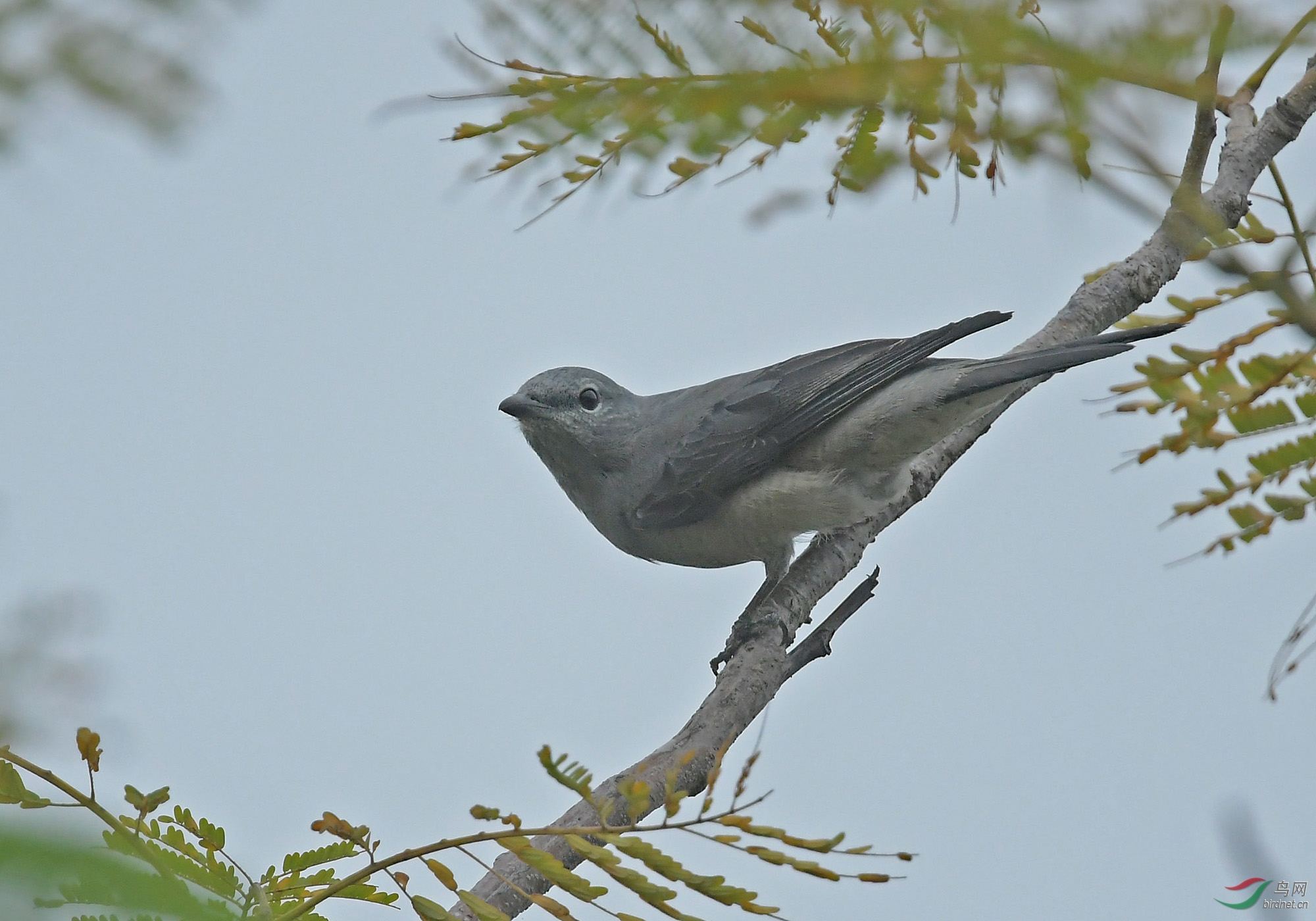 2017年商贩买了只怪鸟，卖150元都没人要，被抓才知是牢底坐穿鸟
