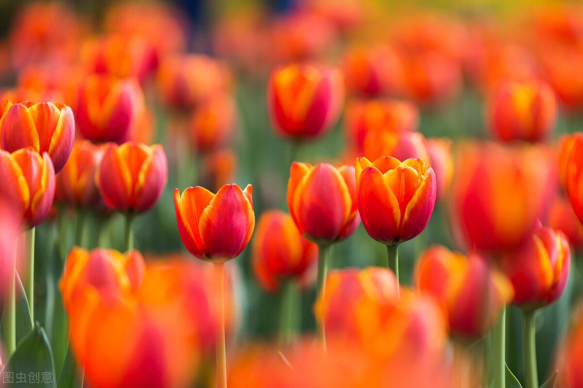 一花一世界一叶一菩提一念之间,一花一叶一世界春暖花开