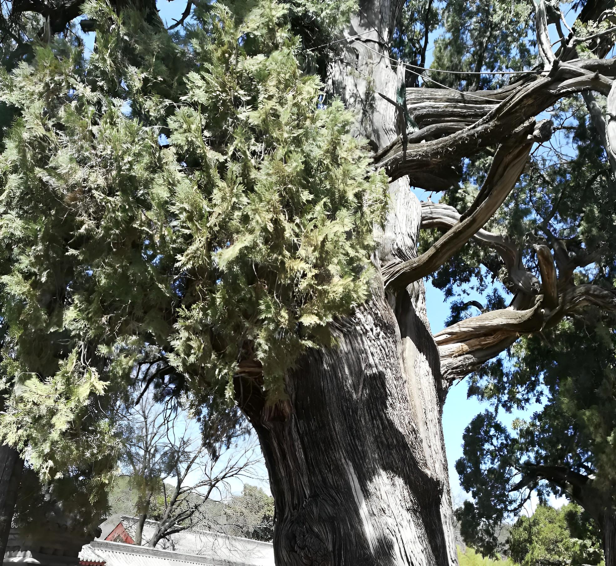 坟前有竹必迁坟,坟前两物子孙难富是哪两物
