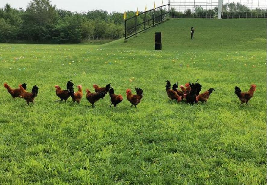 农场办抓鸡游戏3只鸡引百人追，入场费10元，“玩”出来的大财富