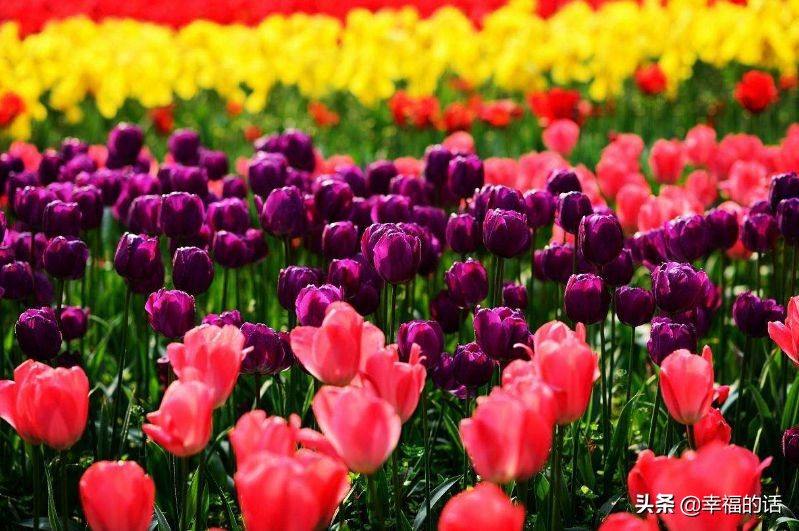 英国国花世界各国的国花,各种国家的国花大全