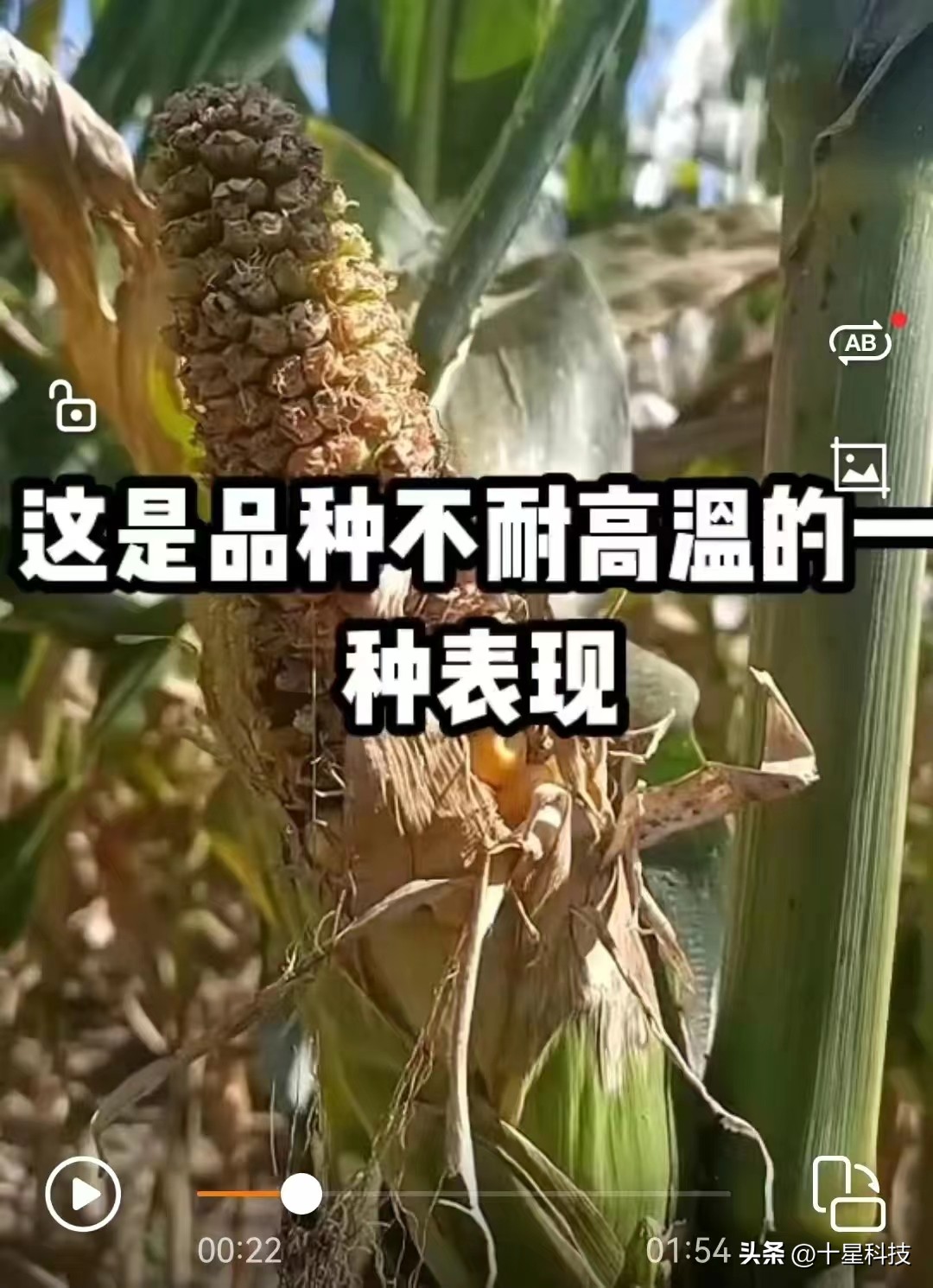 高抗病虫抗倒伏高产的玉米品种,今年的玉米什么品种容易抗病毒