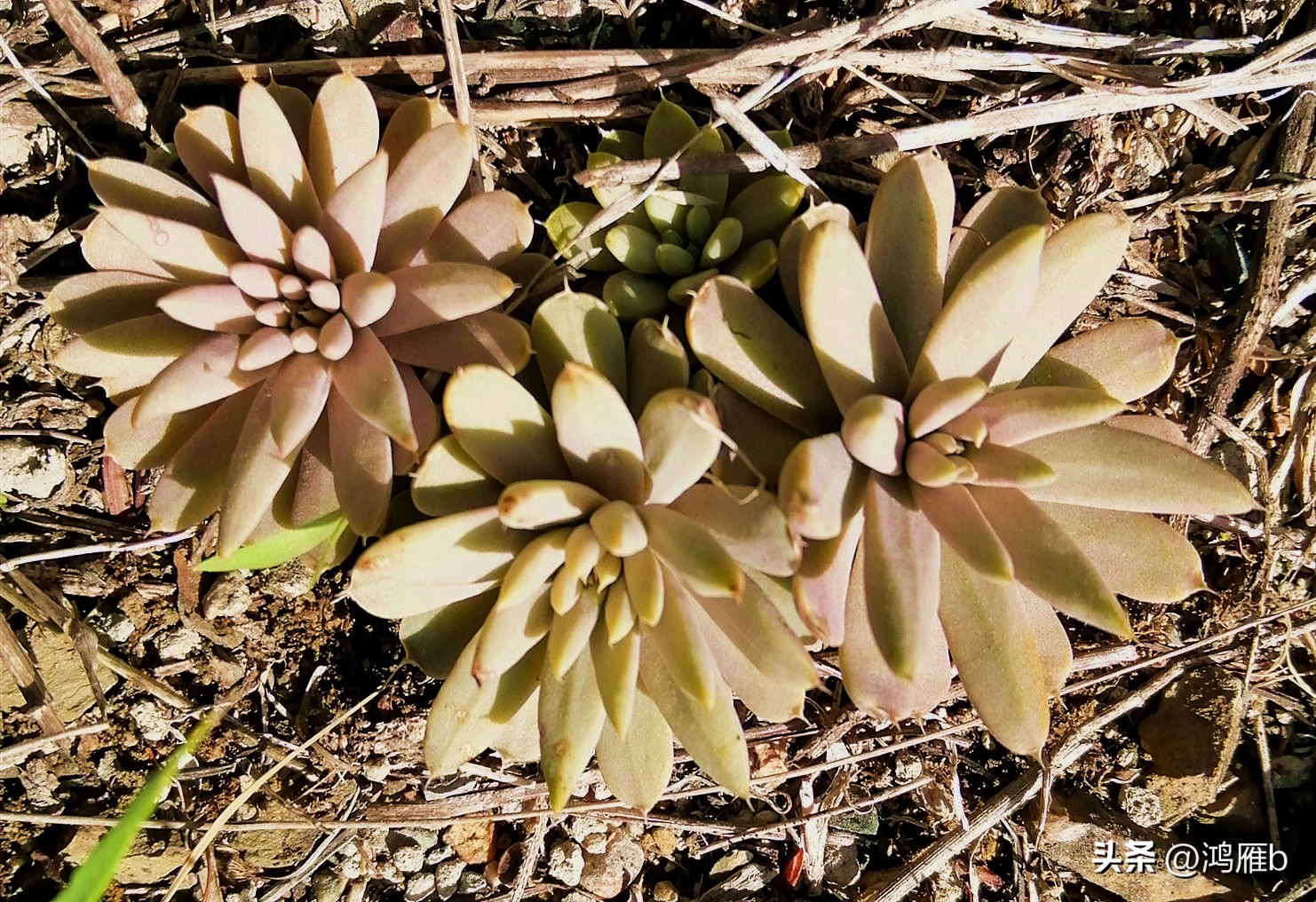 十大耐阴多肉植物,狼爪瓦松是多肉吗
