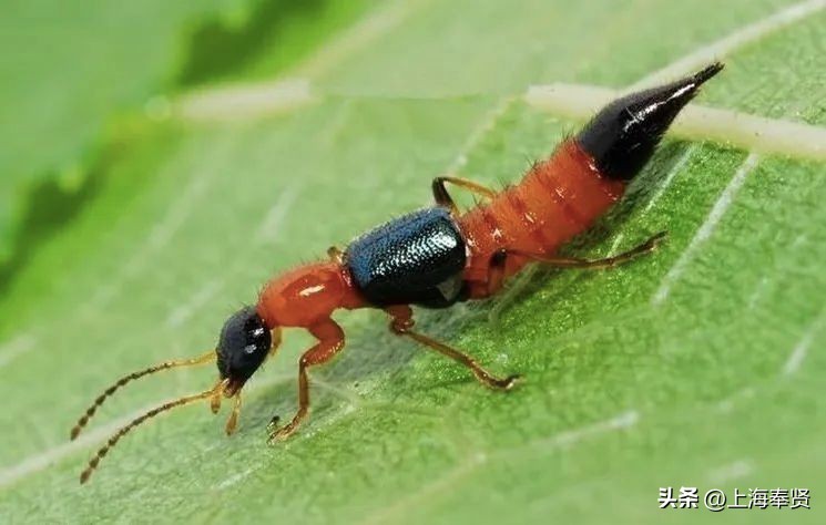 夏季被虫子咬了怎么办,夏季皮肤病攻略虫咬感染篇