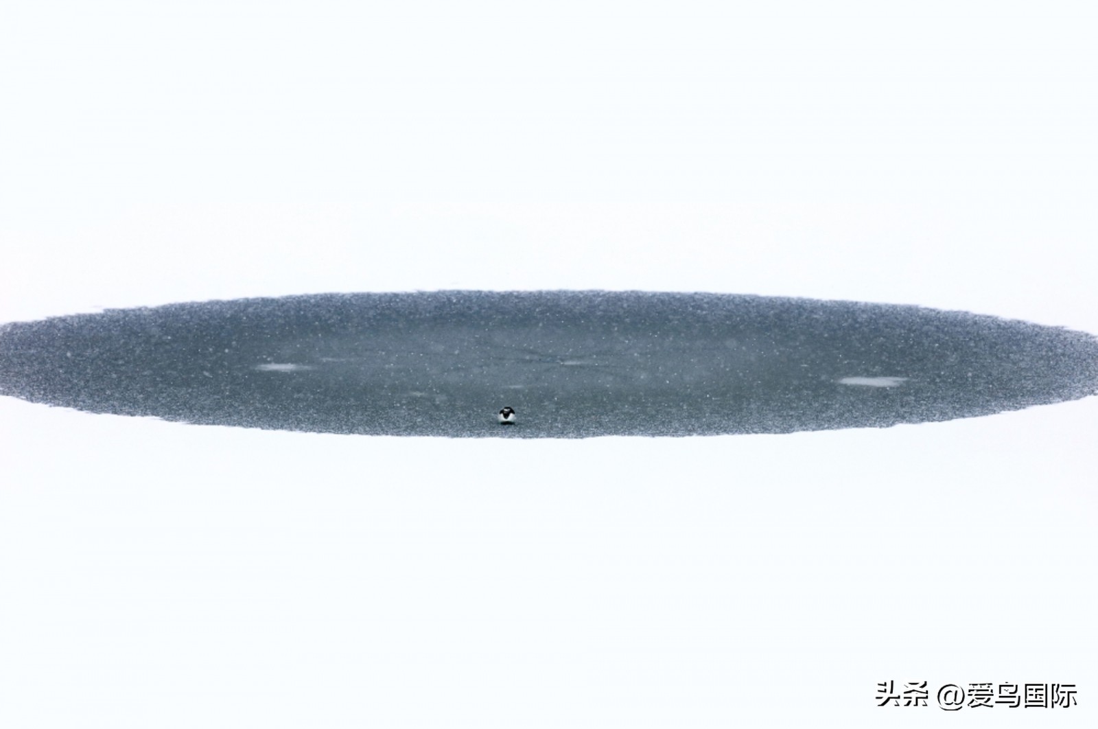 2024观鸟大年,观鸟大年介绍